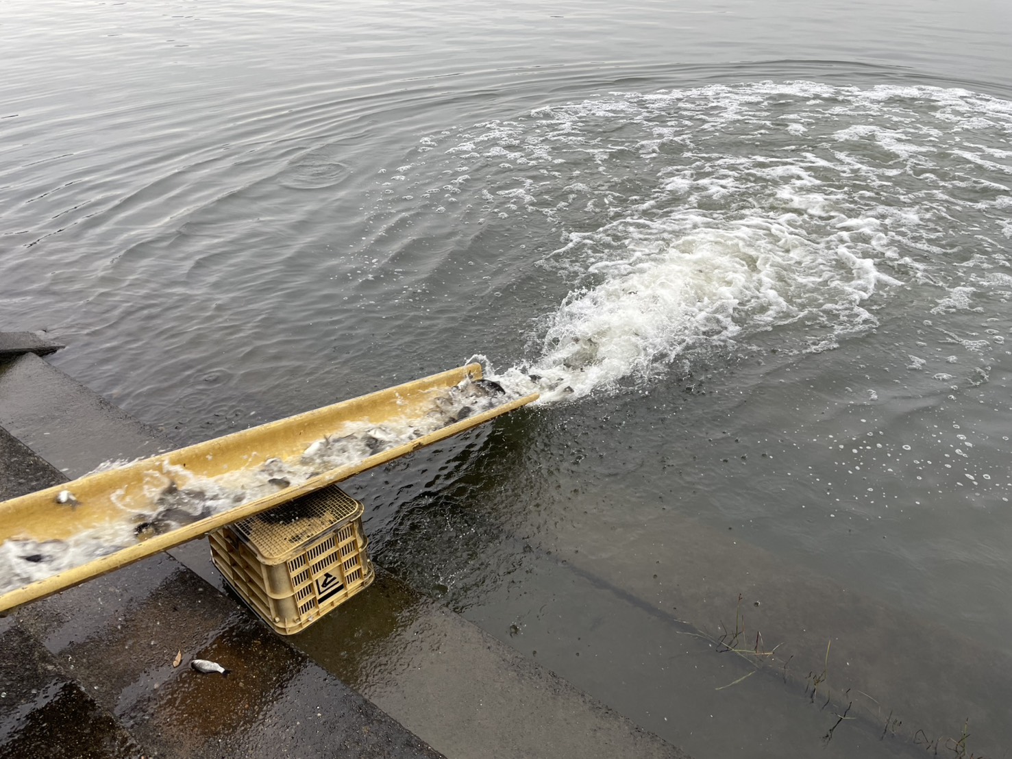 フナの稚魚放流の様子