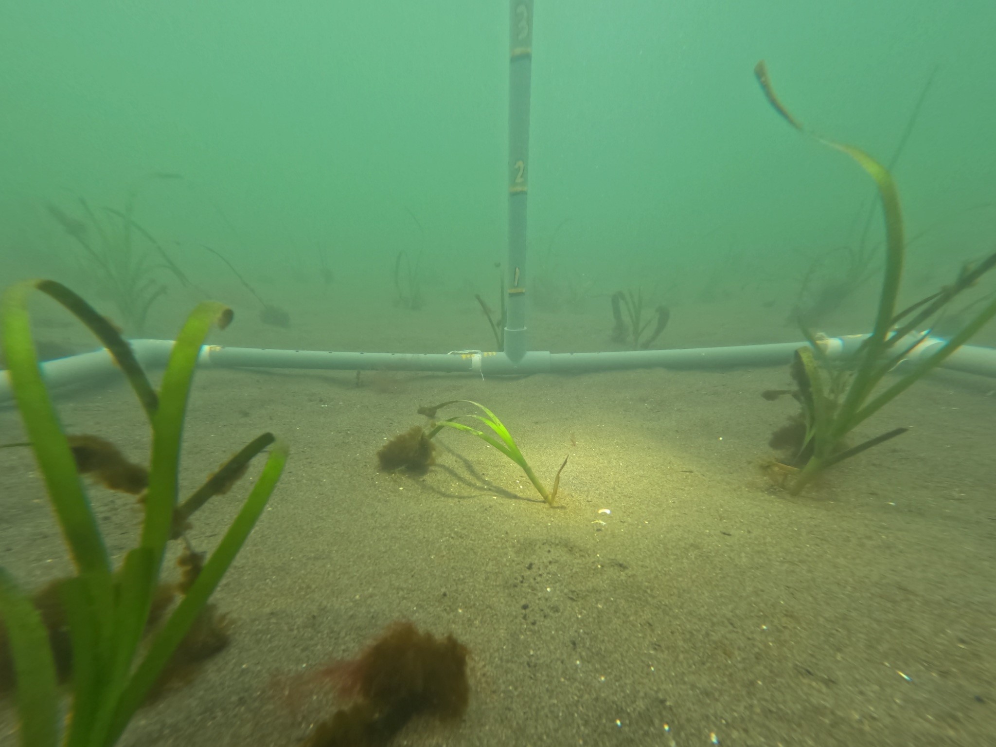 アマモの様子の写真