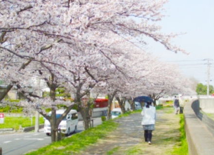 花と緑があふれる行徳の自然