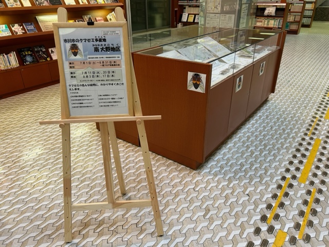 クマゼミ展示1