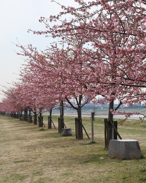 写真：江戸川沿いの桜並木