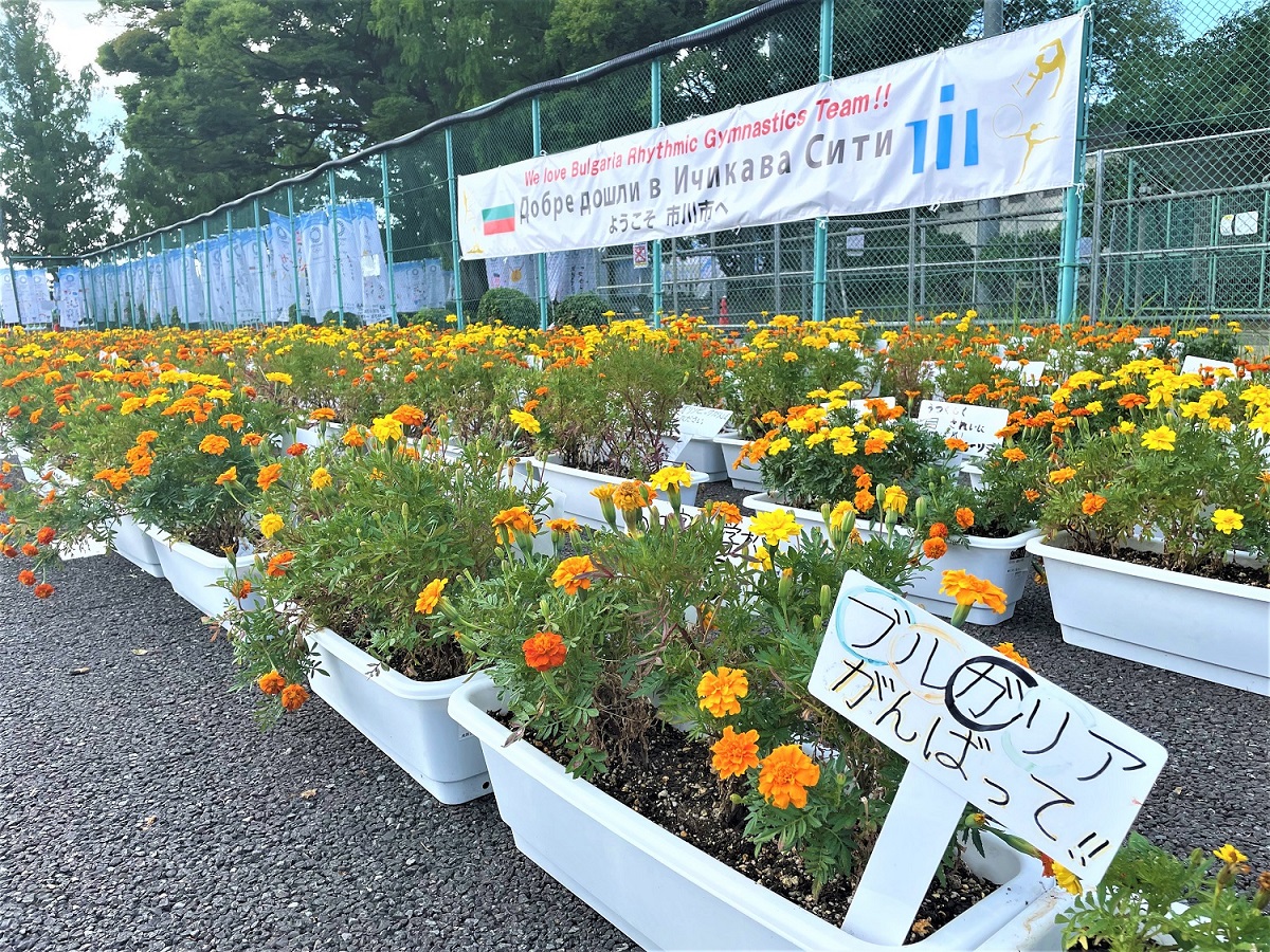 ブルガリア新体操チーム応援の花育成の様子