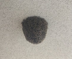 写真:ミツバチの分蜂
