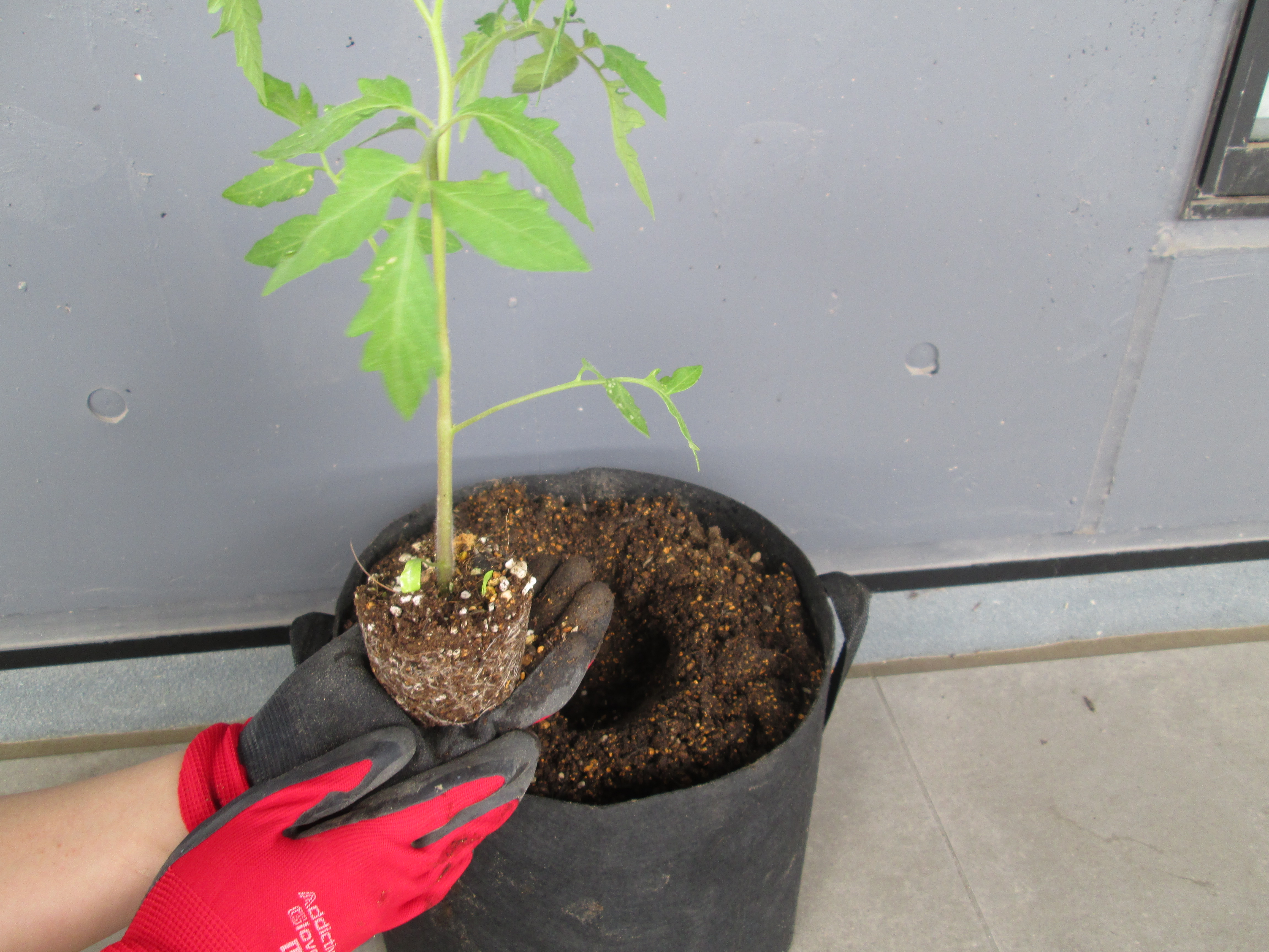 写真：苗の植付の様子