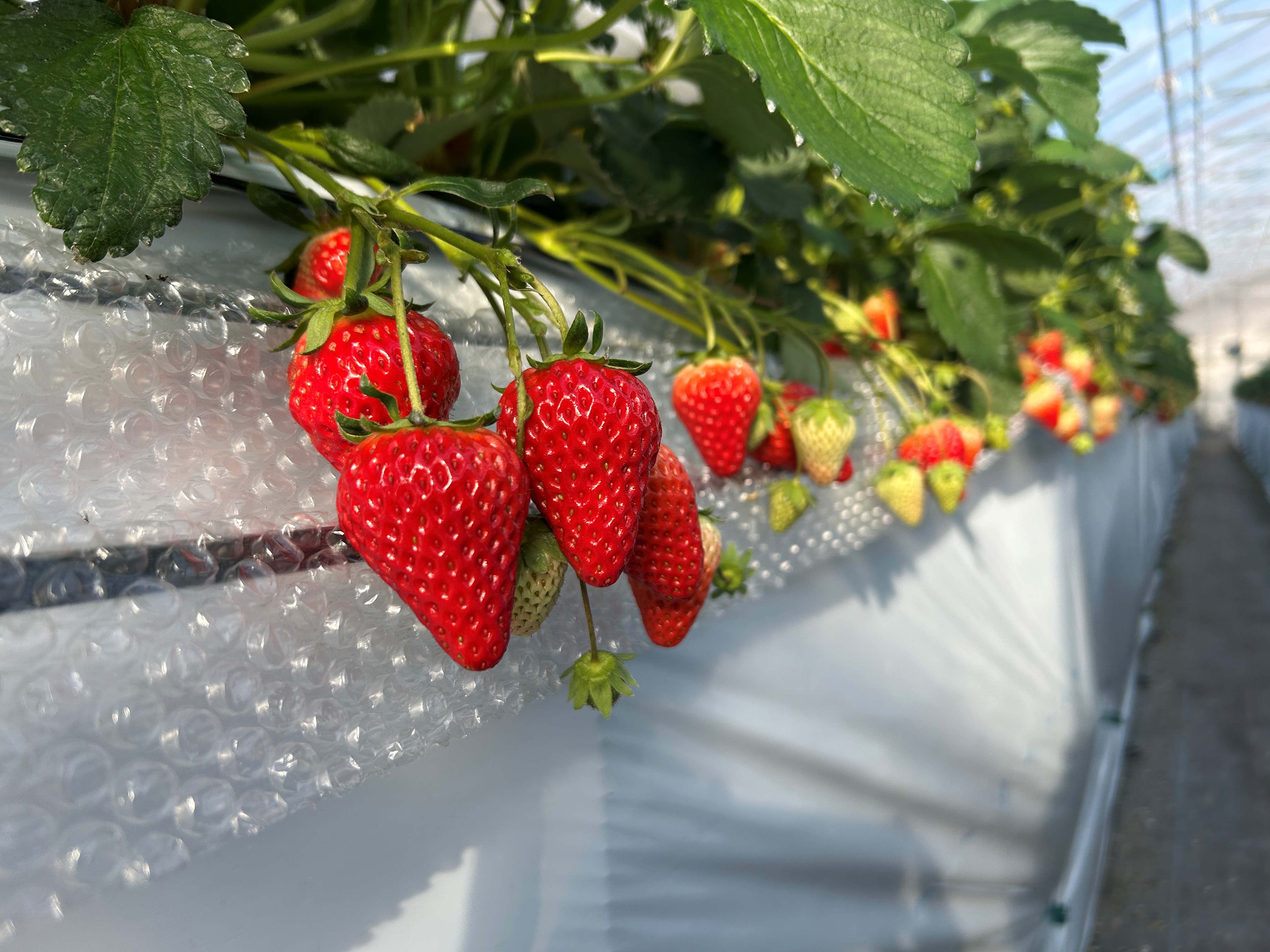 いちかわあかいちご（イチゴの写真） 