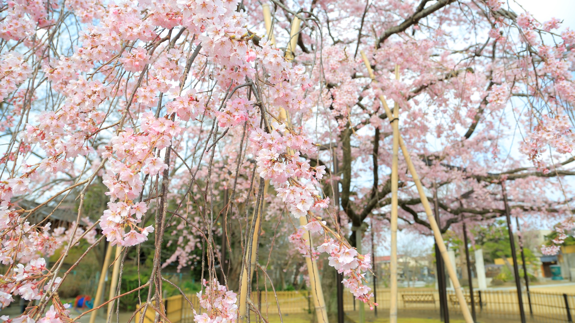 原木山妙行寺の枝垂桜 0000357629