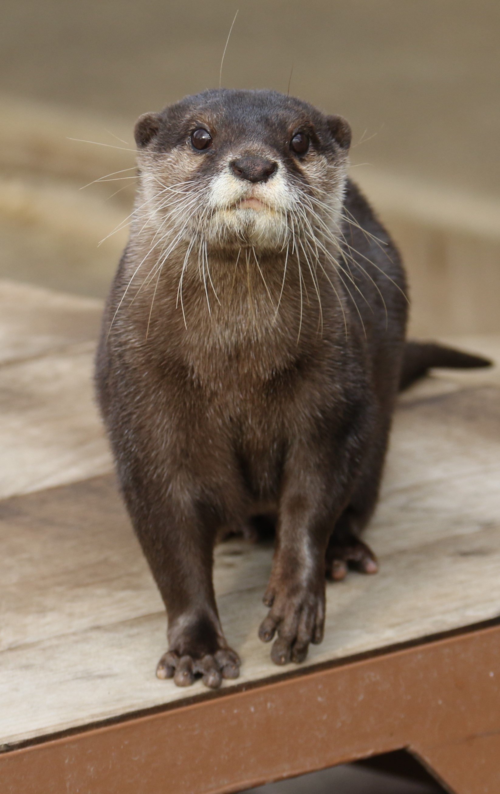 コツメカワウソのコロンの画像