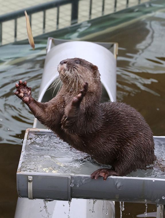 コツメカワウソのナオの画像