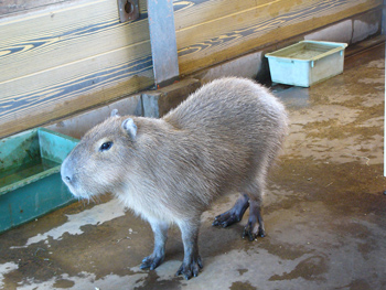 カピバラのイチョウの画像