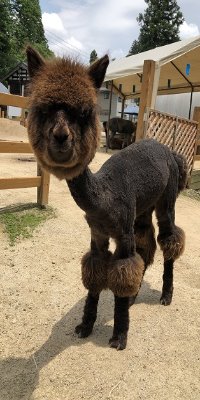 アルパカがやってくる 市川市公式webサイト アルパカがやってくる 市川市公式webサイト