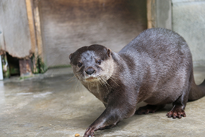 コツメカワウソのチョキ