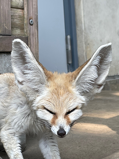 フェネックのサン