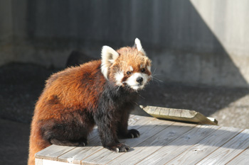 レッサーパンダのナミちゃん