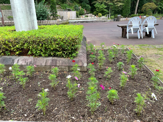 花壇に植えたコスモス