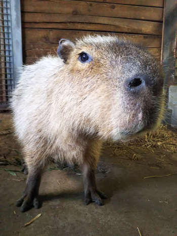 カピバラの雌ホッペの写真