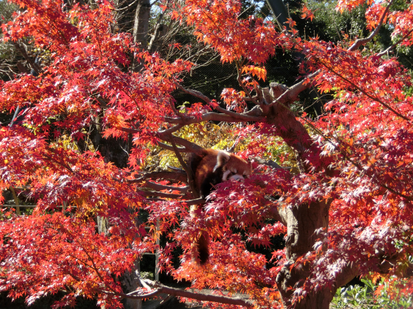 1号舎紅葉2021年11月24日撮影画像２