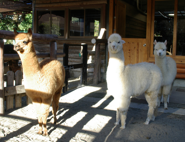 12月13日に来たアルパカの画像４