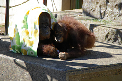 オランウータンのポポちゃんの写真1