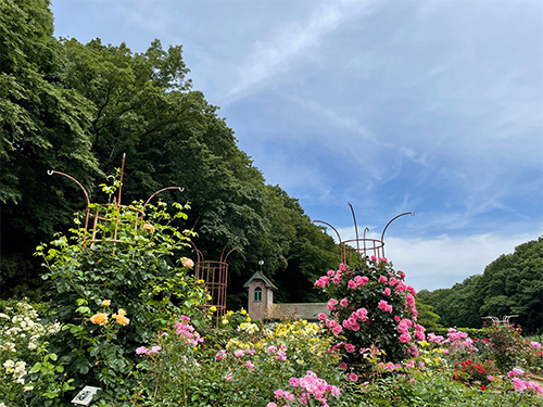 写真：バラ園