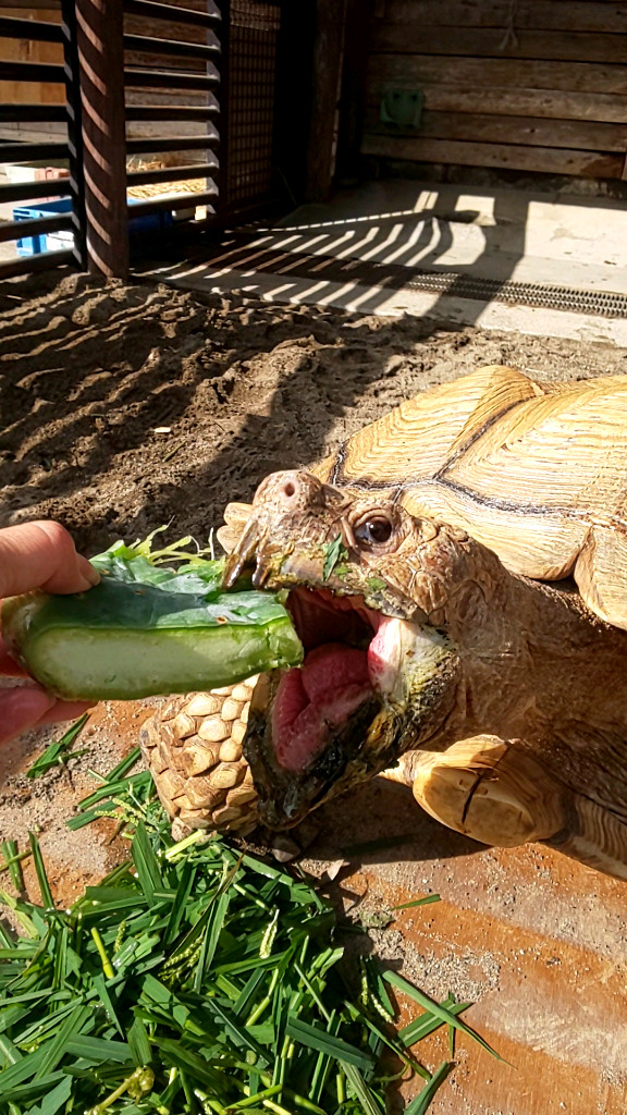 アンディ君がオオマルボンを食べる画像1