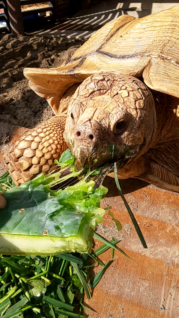 アンディ君がオオマルボンを食べる画像2