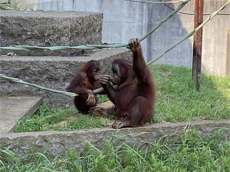 オランウータンのリリーの写真2