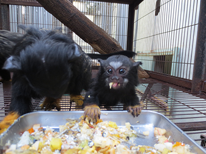 アカテタマリンの赤ちゃん写真2