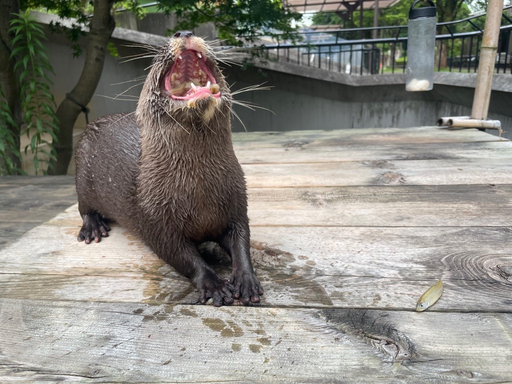 画像：コツメカワウソの画像