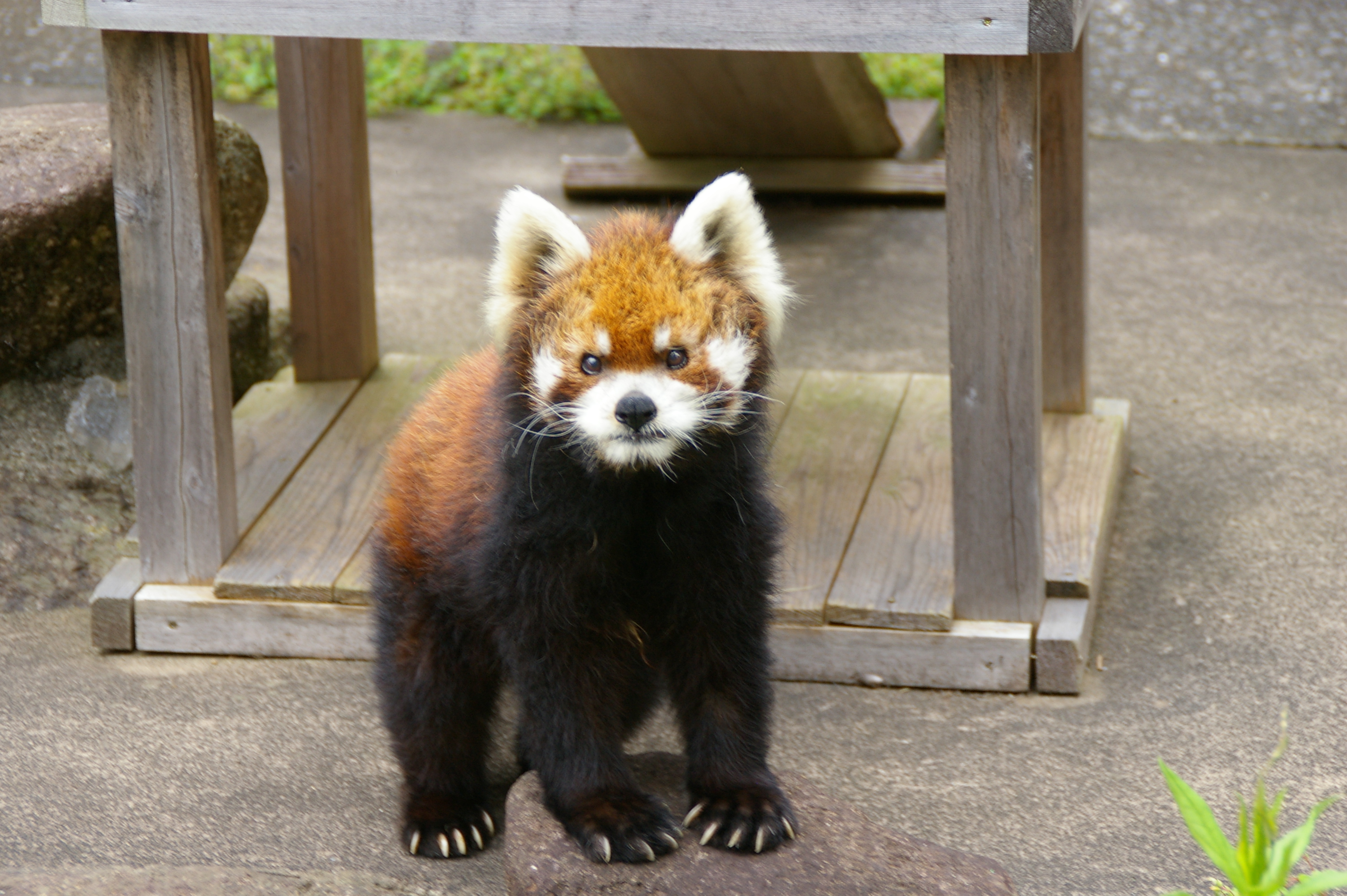 写真：レッサーパンダのナミ