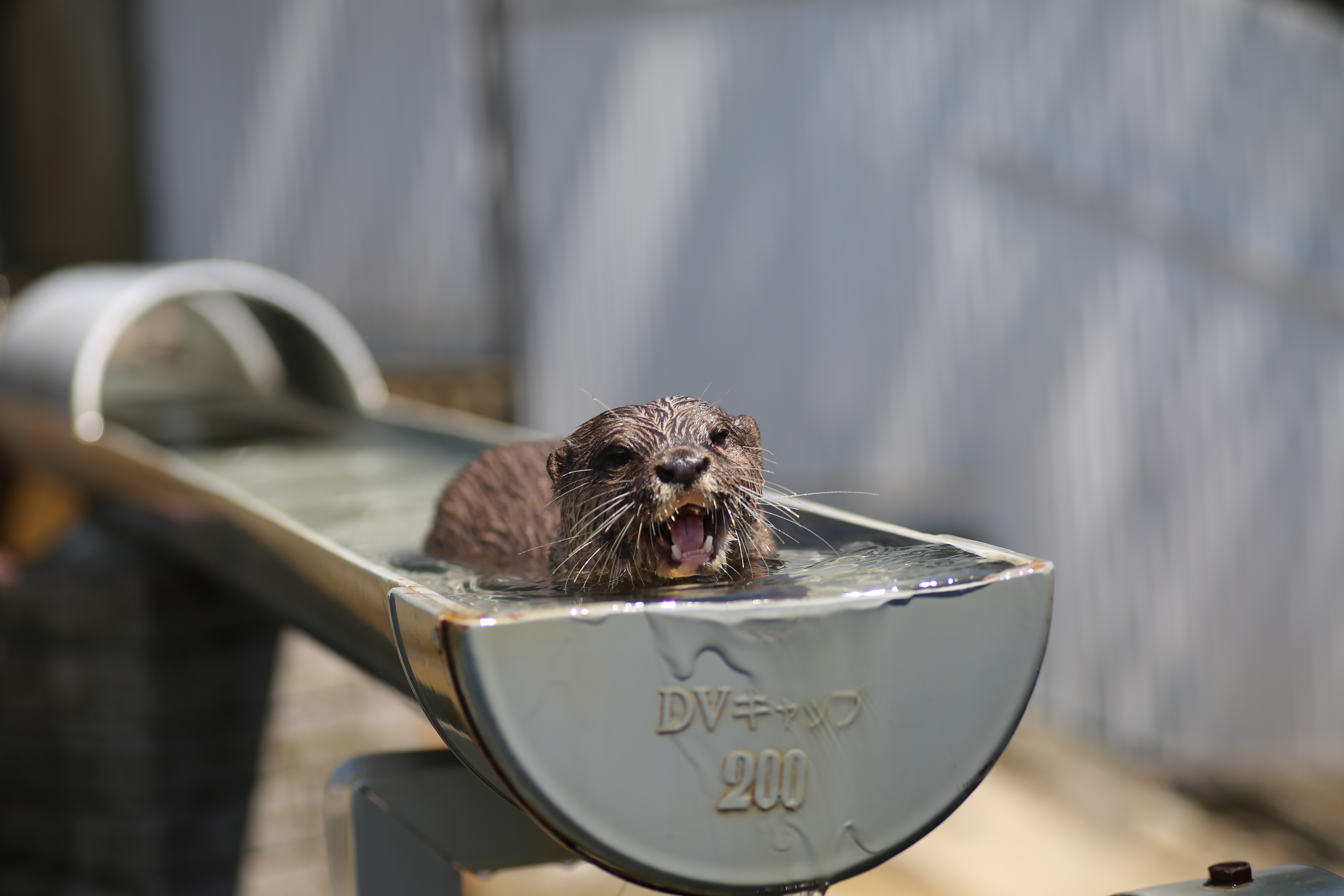 写真：コツメカワウソのナオ