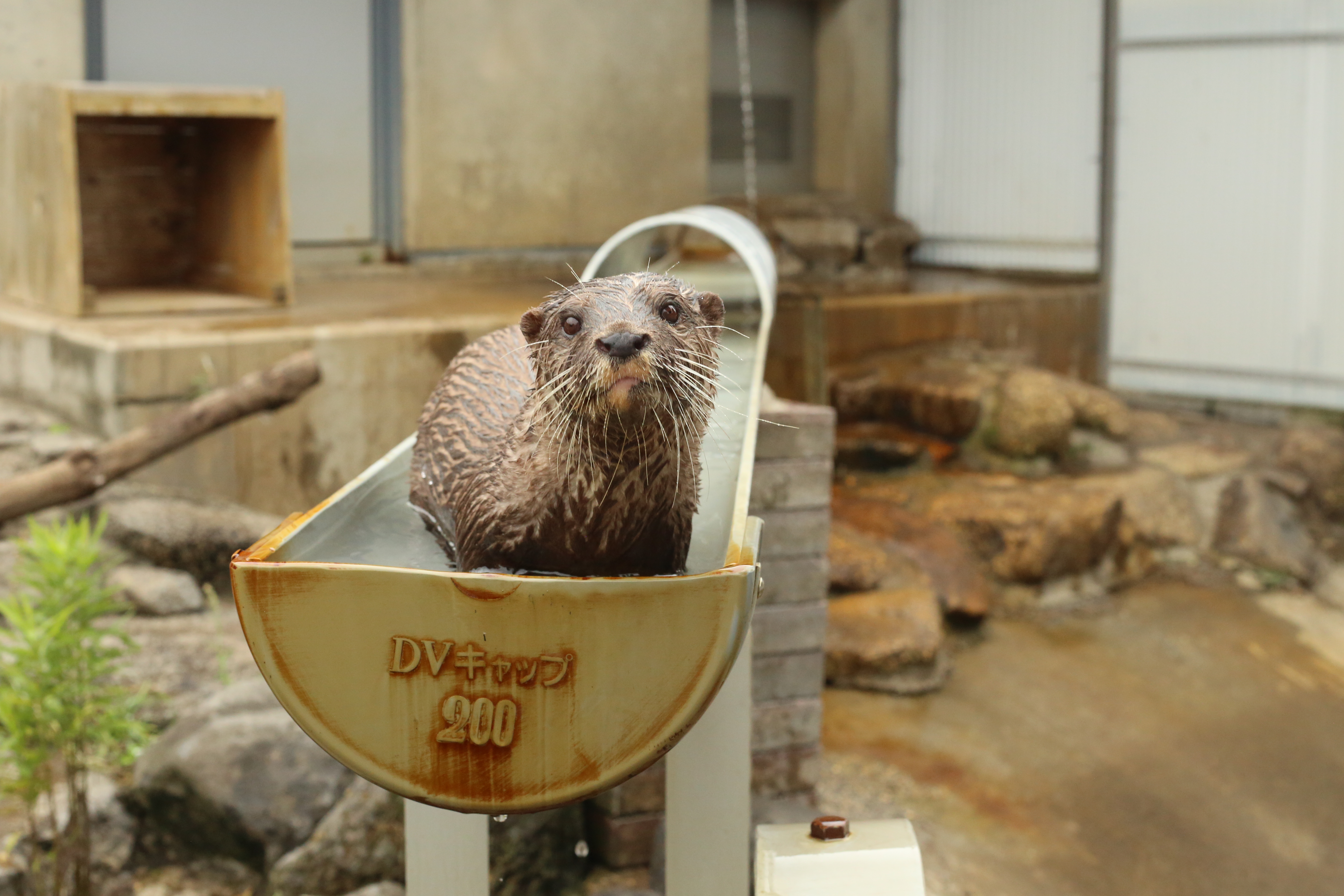 写真：コツメカワウソのナオ