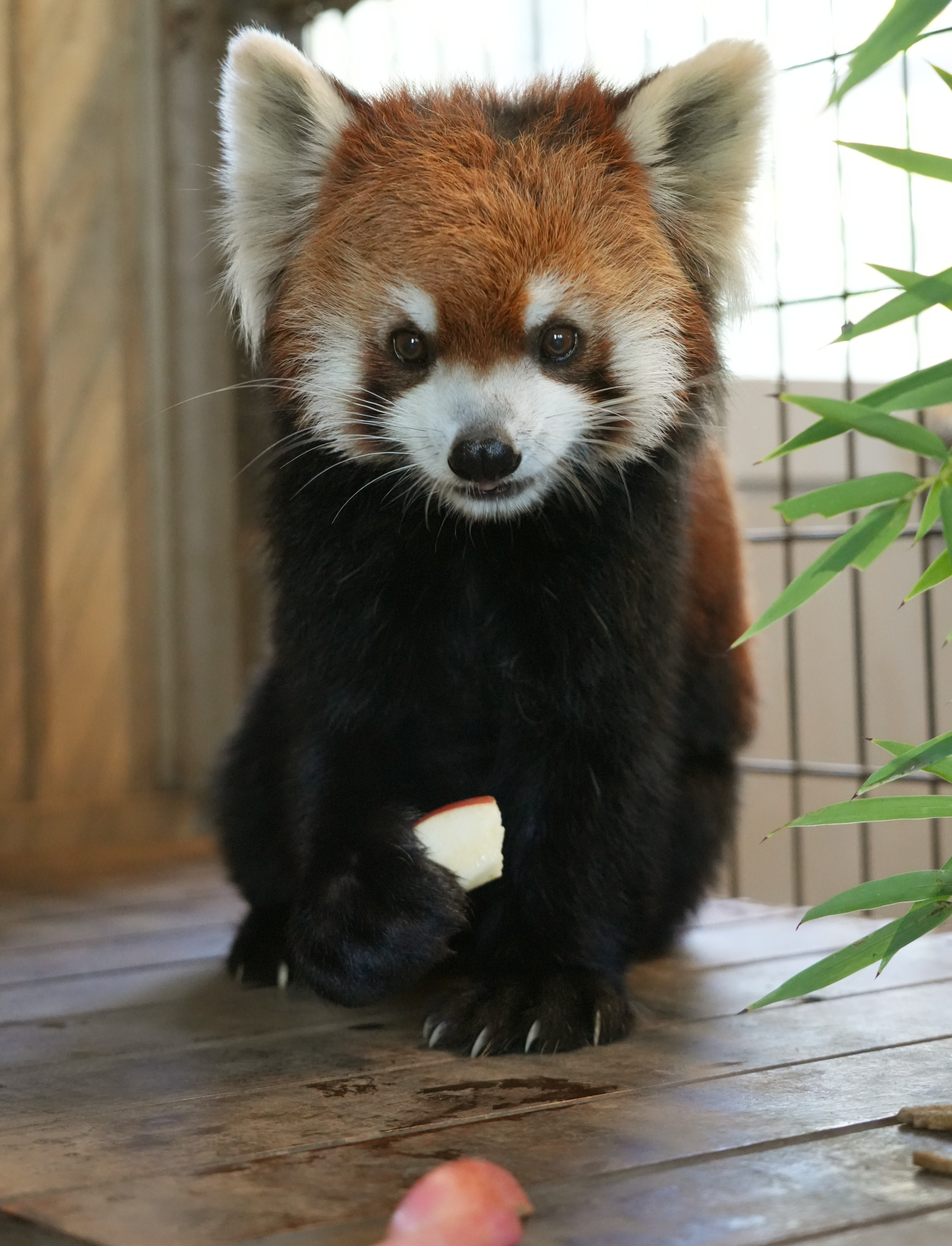 写真：レッサーパンダ