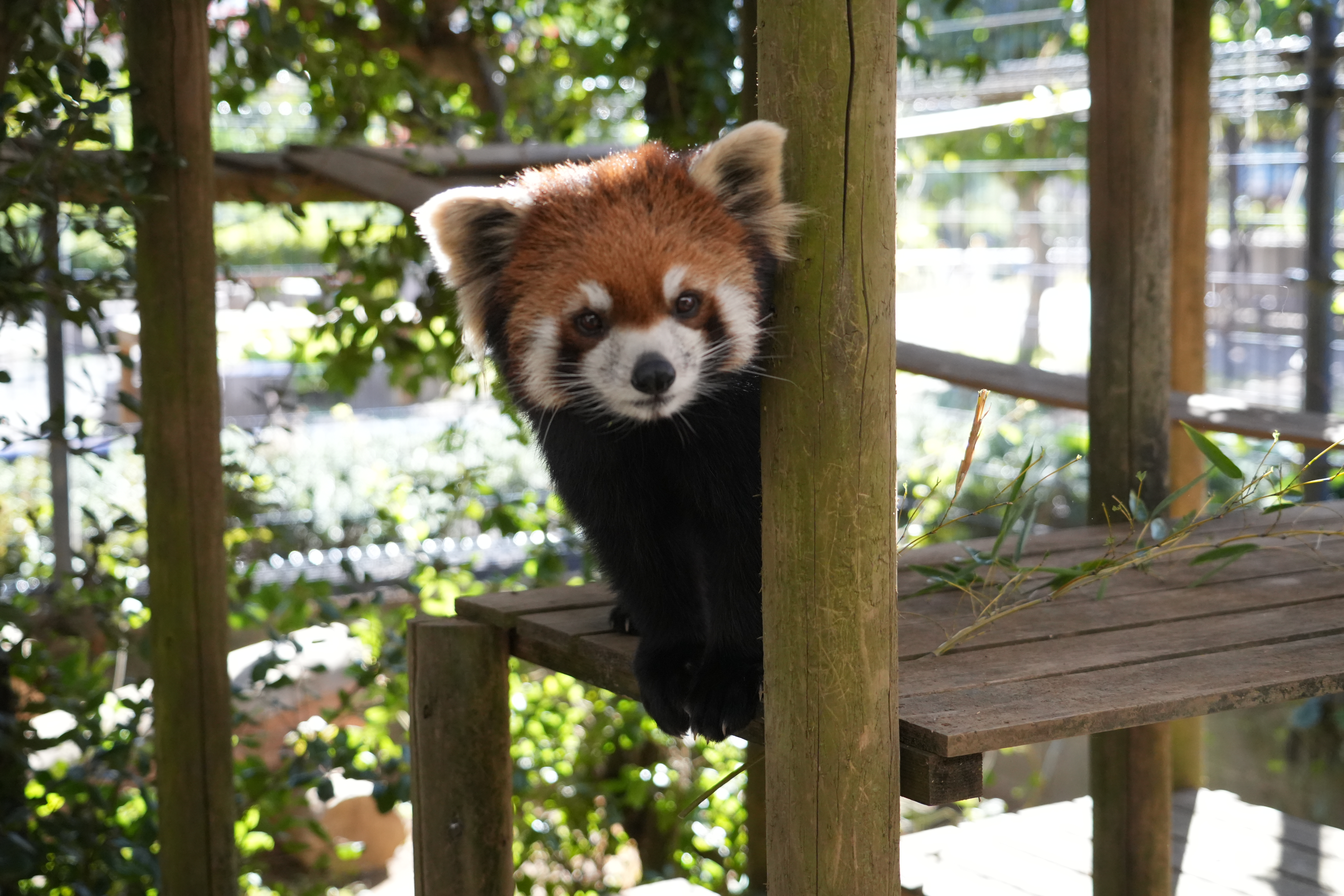 写真：レッサーパンダのココア