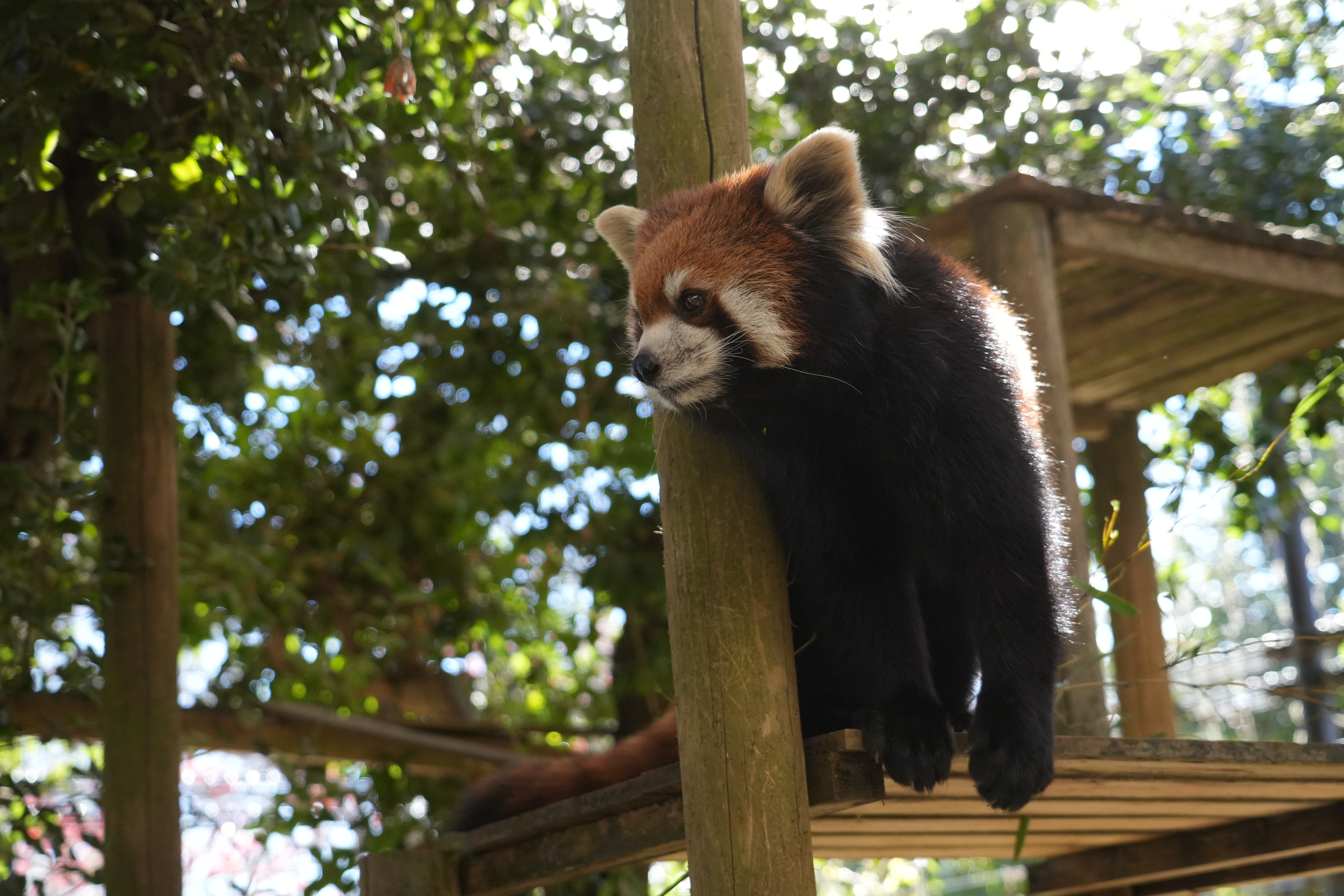 写真：レッサーパンダのココア