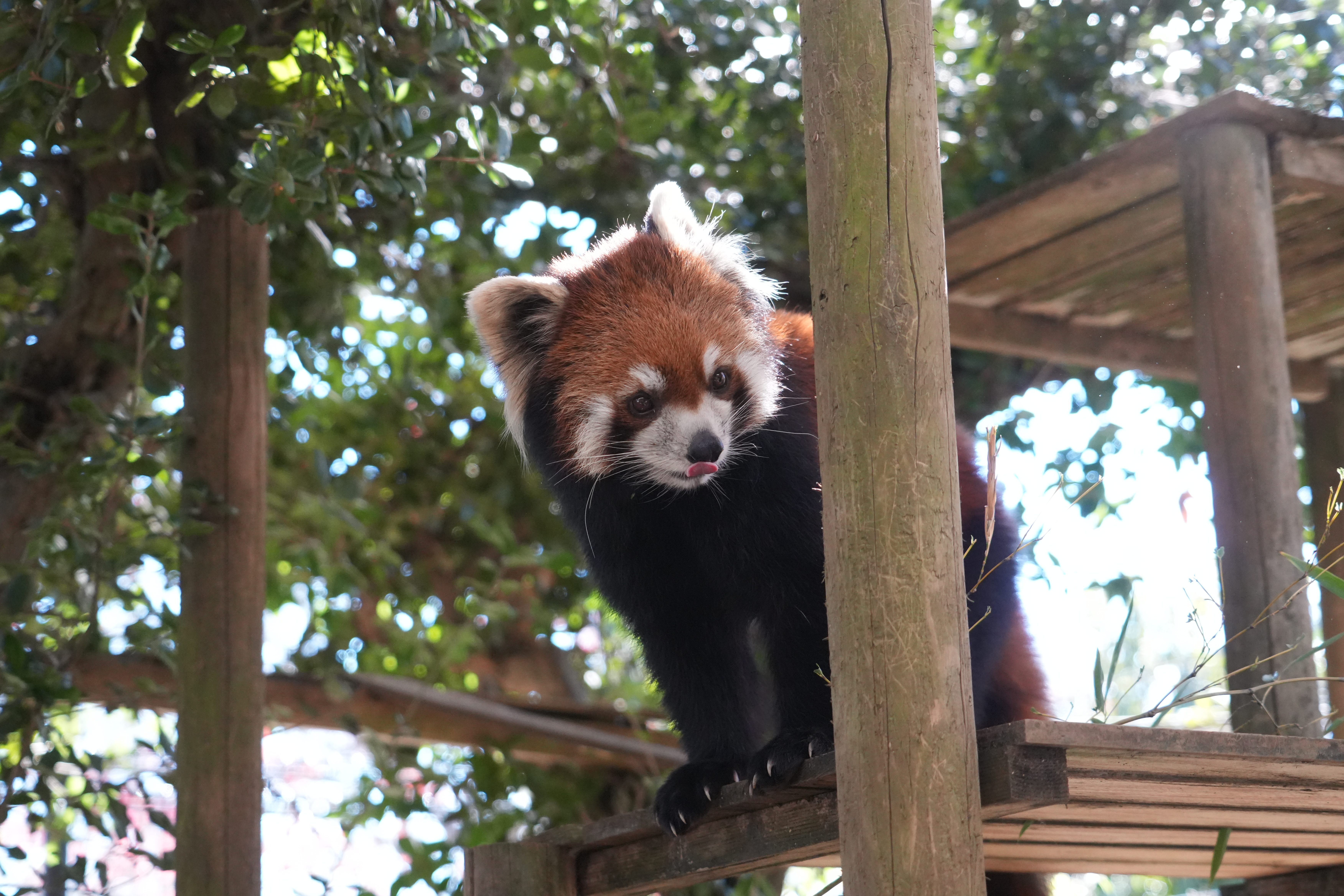 写真：レッサーパンダのココア