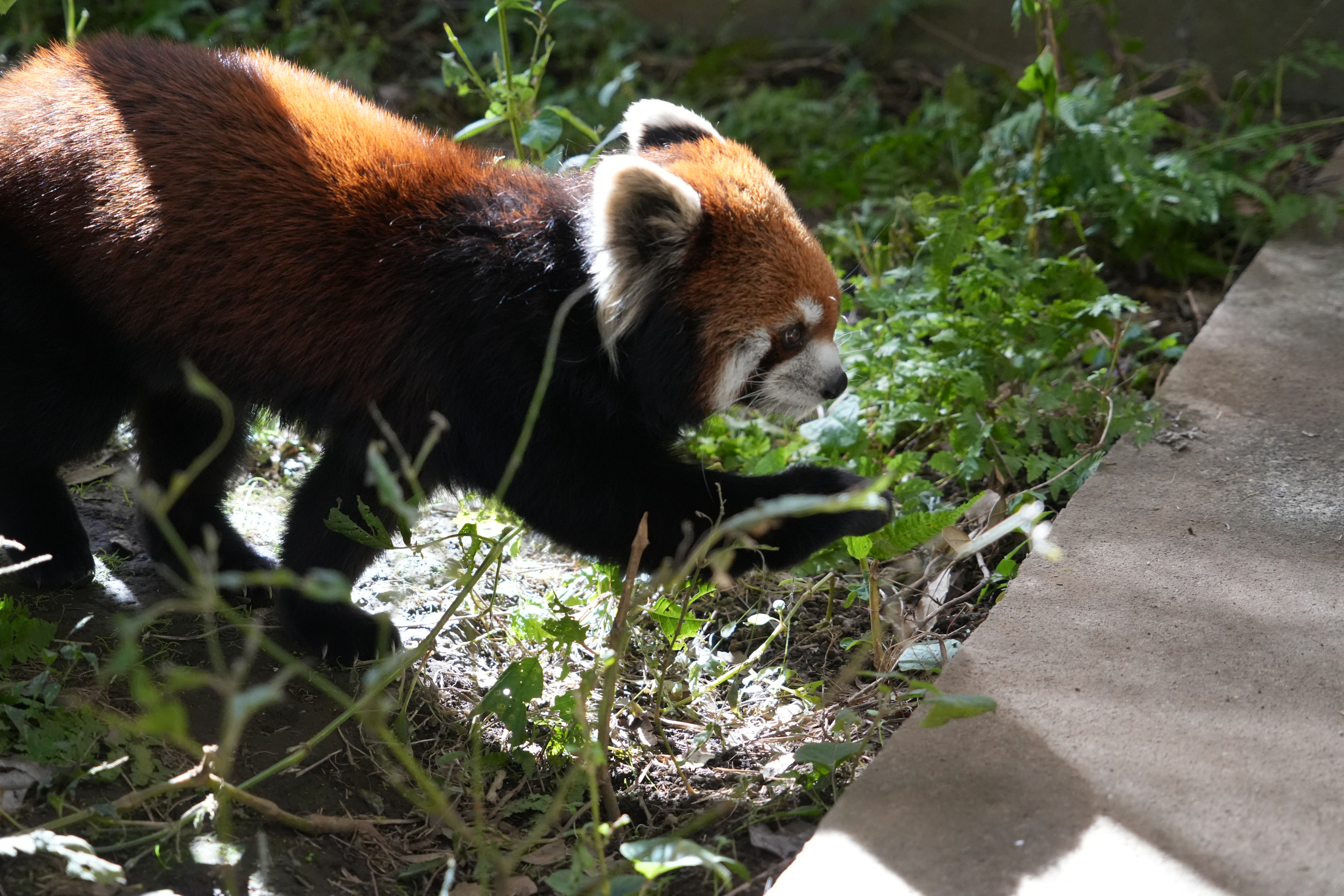 写真：レッサーパンダのココア