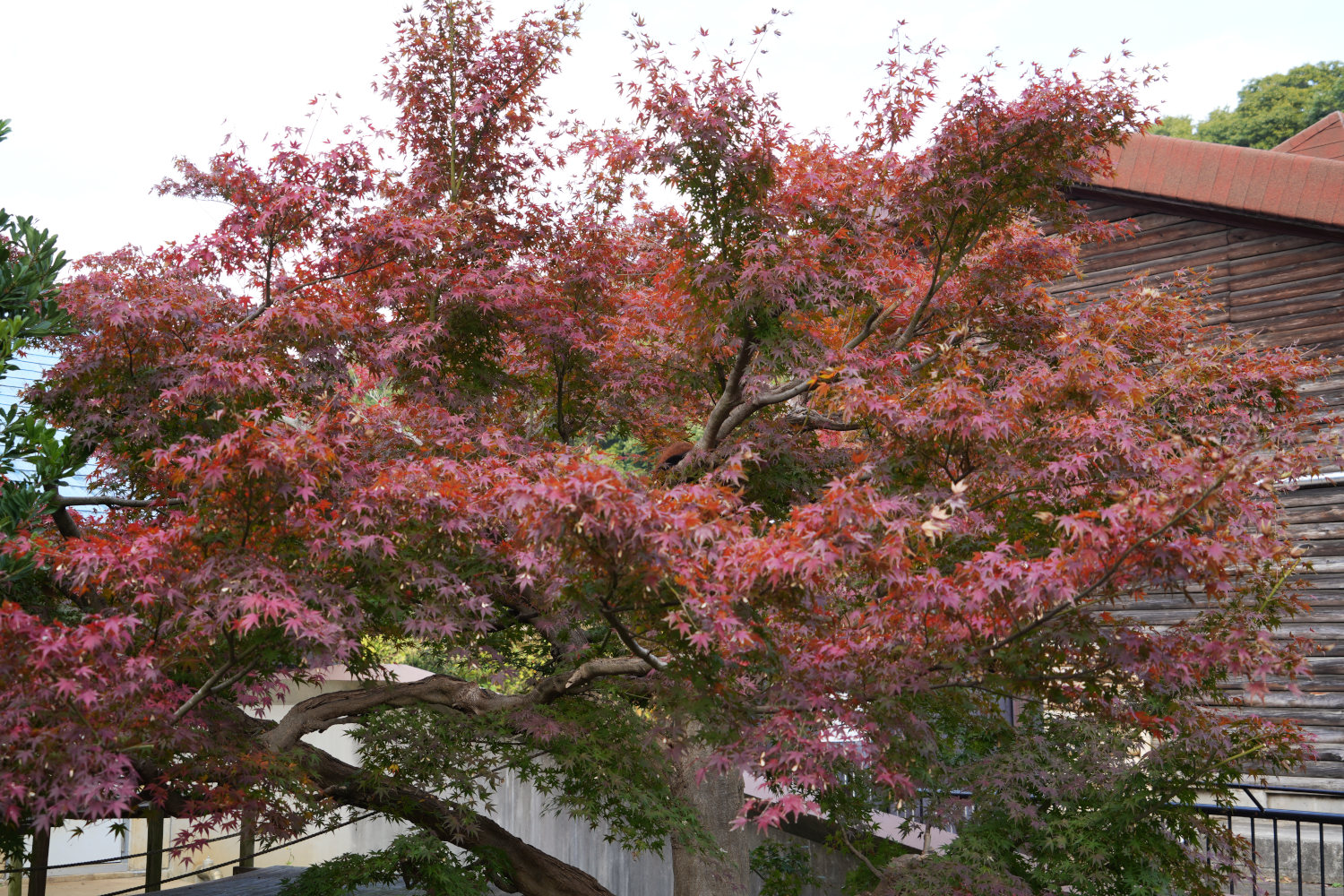 画像：11月23日の1号舎の紅葉の画像