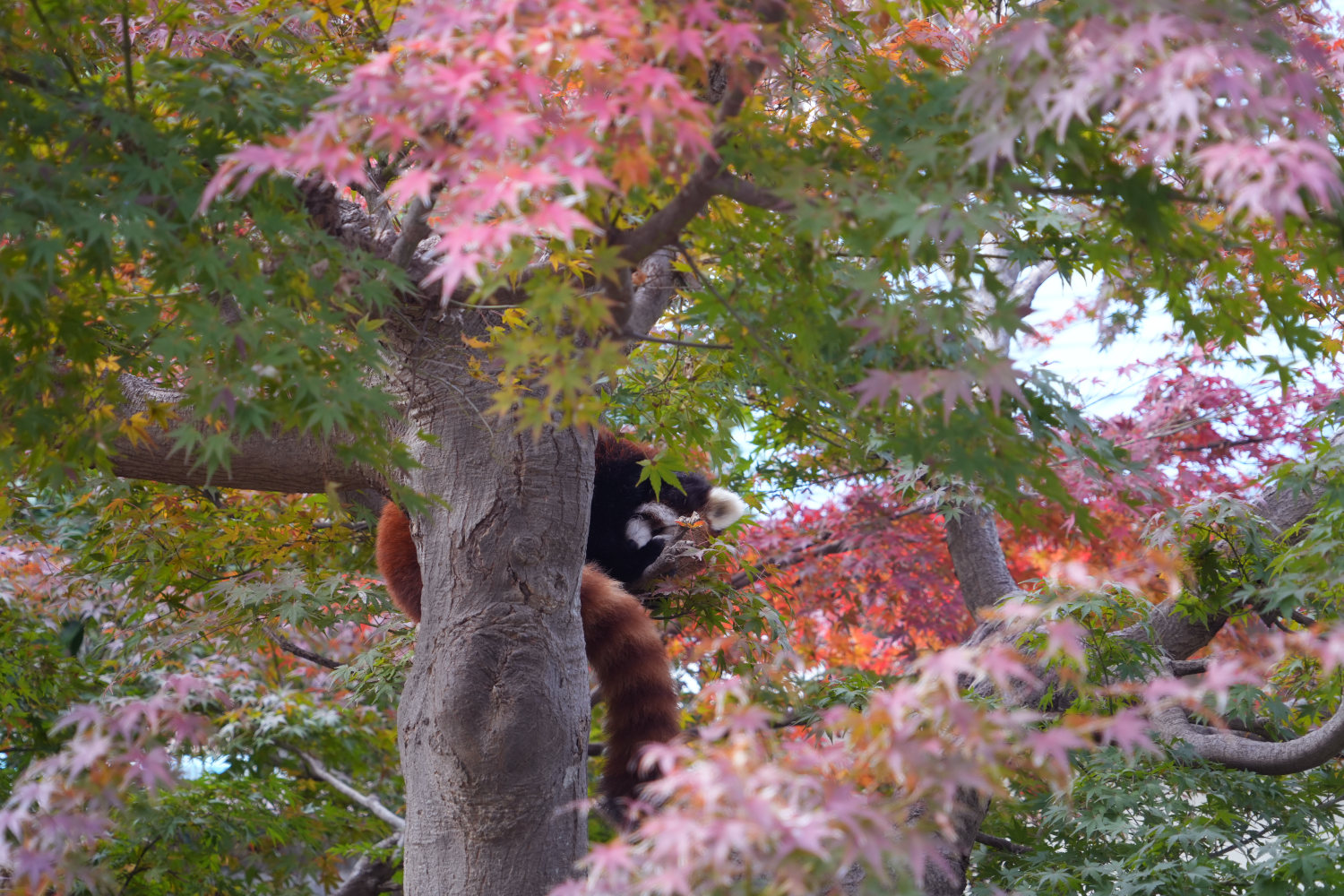 画像：11月23日の1号舎の紅葉の画像