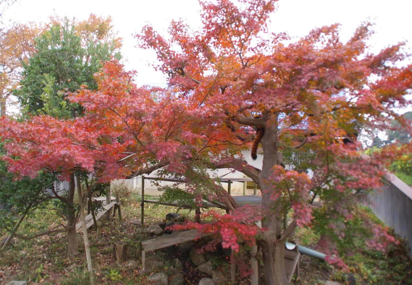 画像：11月26日の1号舎の紅葉の画像