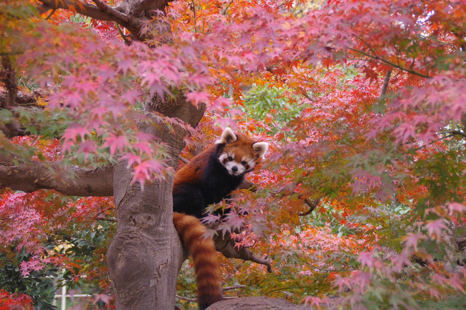 画像：11月26日の1号舎の紅葉の画像