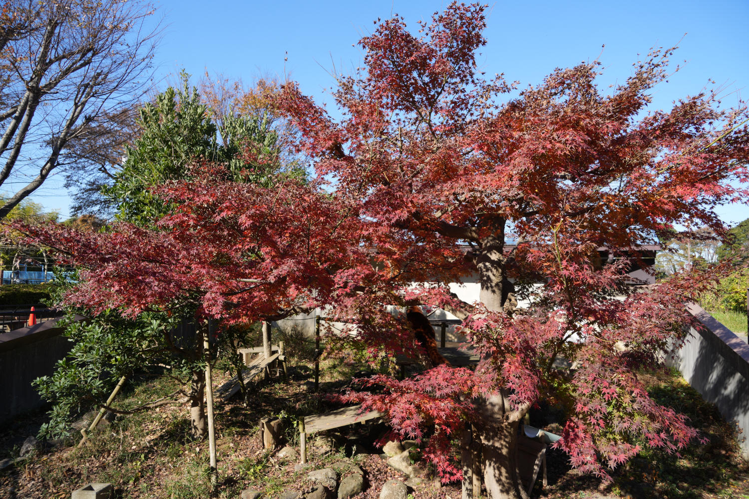 画像：11月30日の1号舎の紅葉の画像