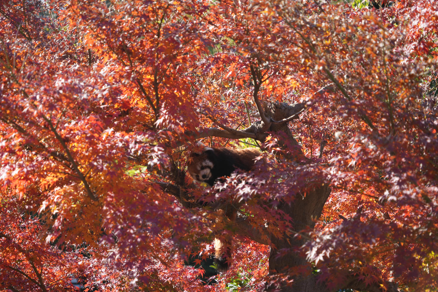 画像：11月30日の1号舎の紅葉の画像