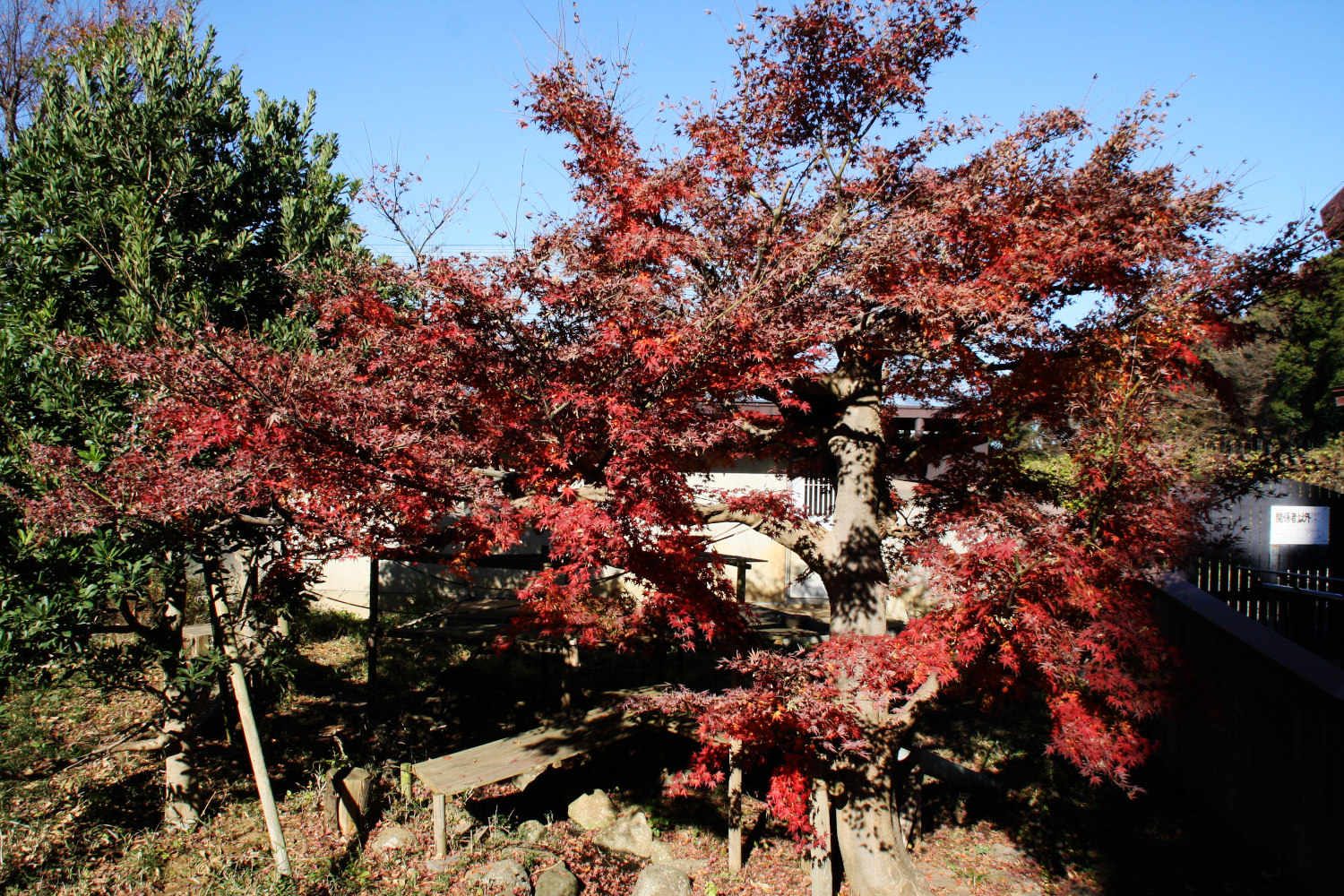 画像：12月4日の1号舎の紅葉の画像