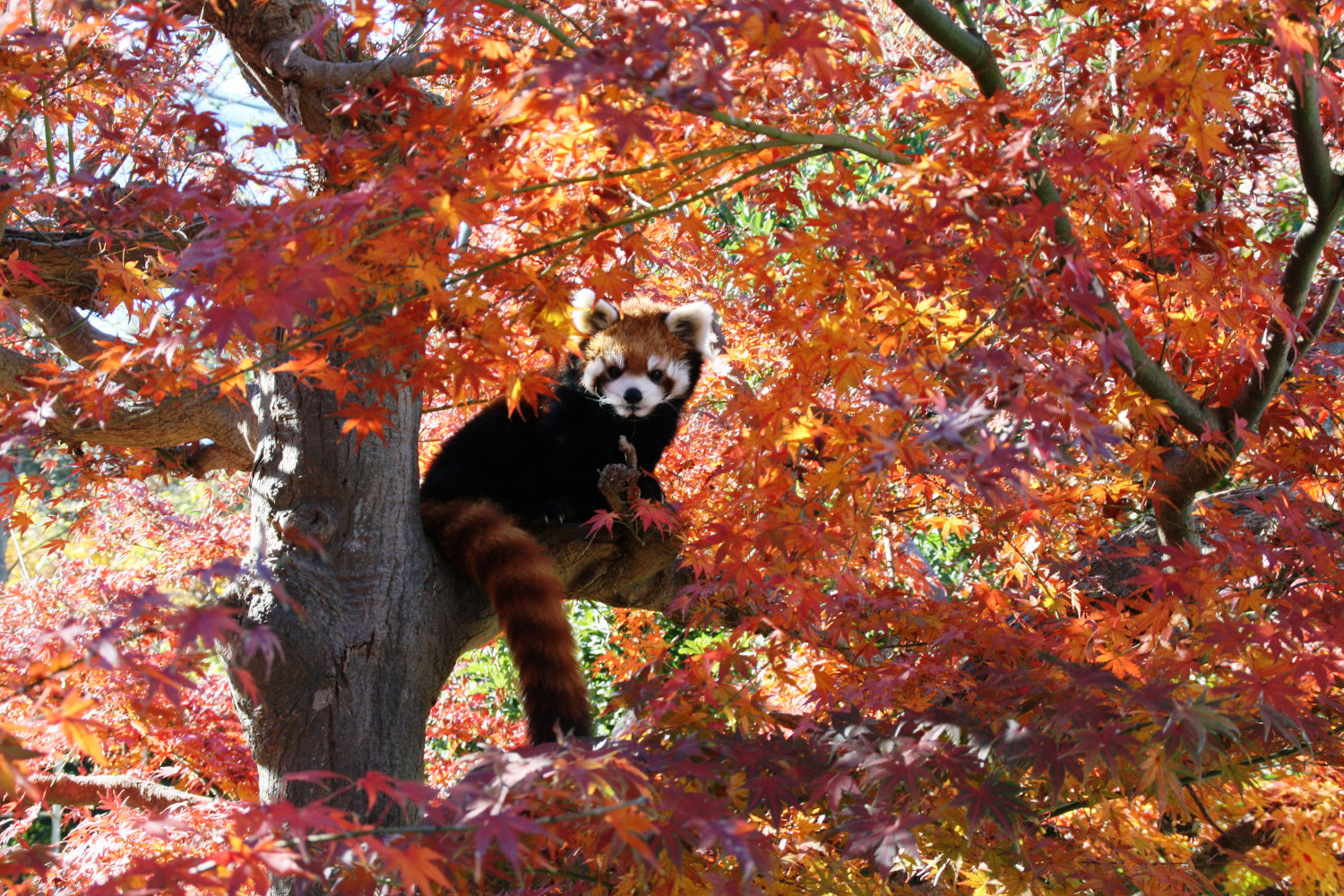 画像：12月4日の1号舎の紅葉の画像