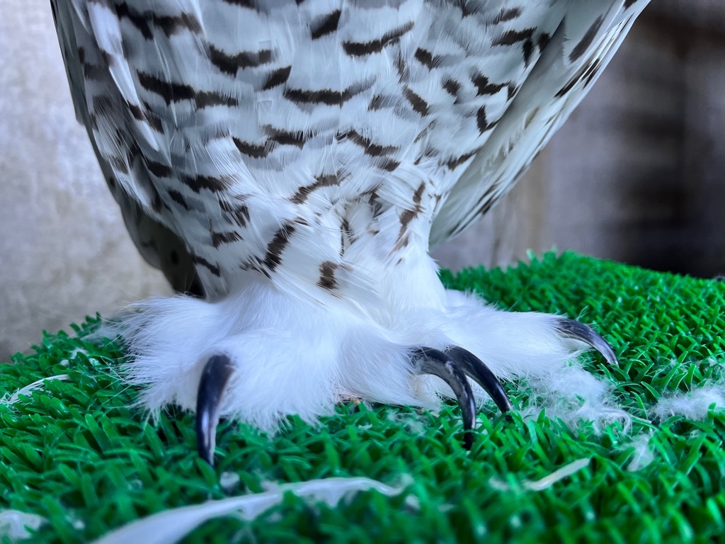 画像:シロフクロウの画像