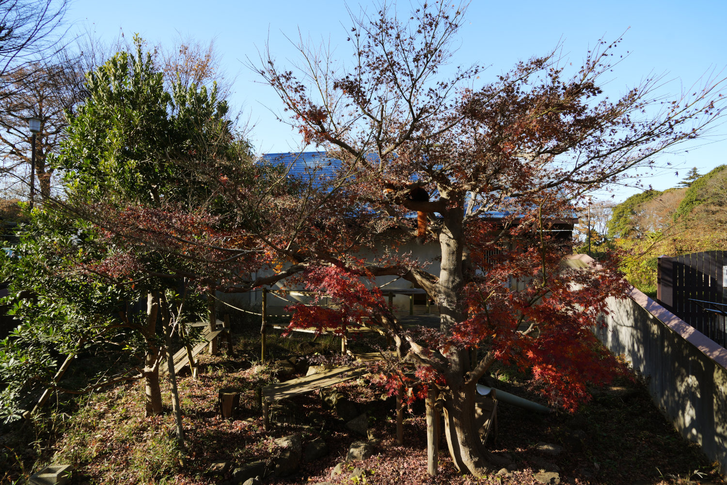 画像：12月8日の1号舎の紅葉の画像