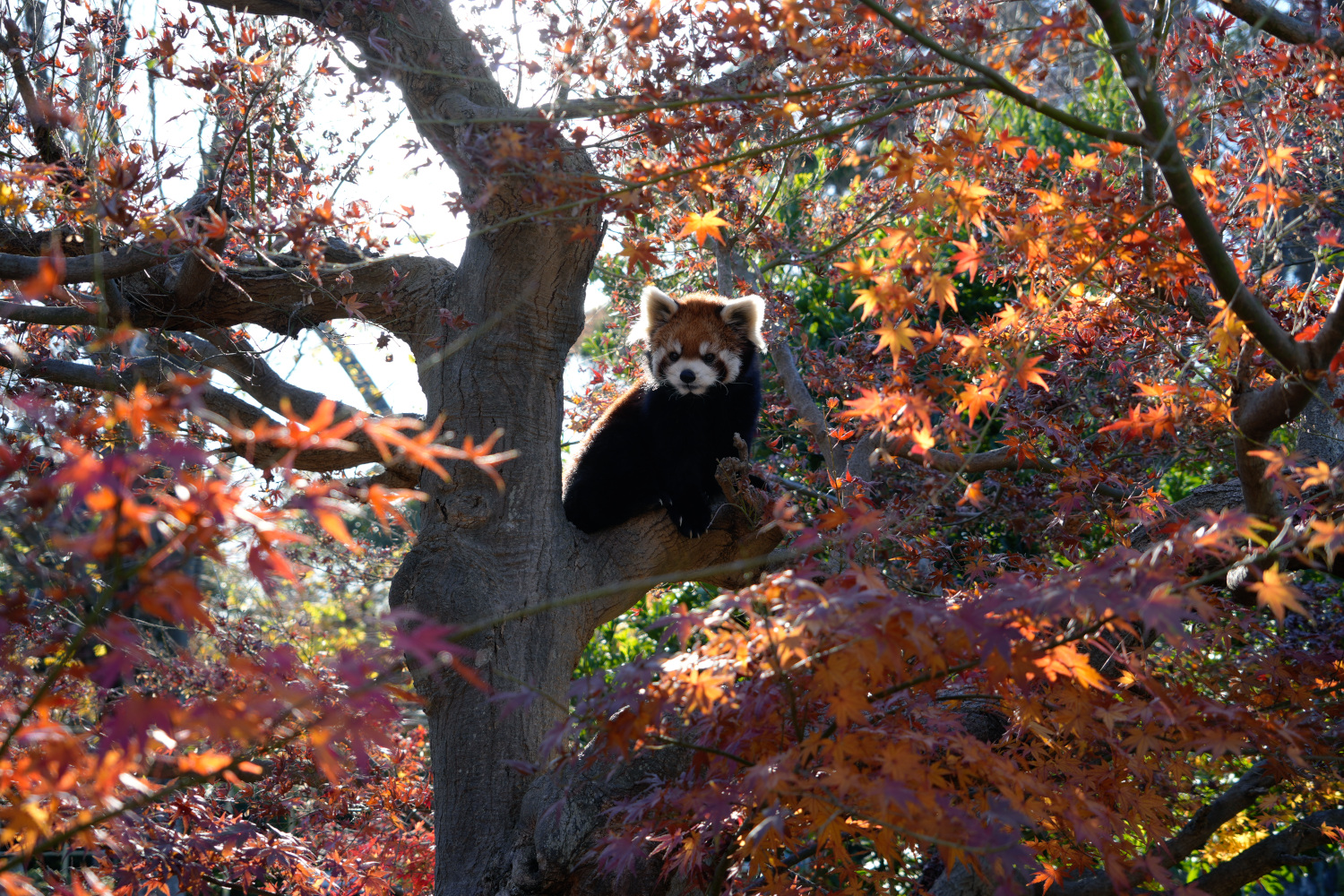 画像：12月8日の1号舎の紅葉の画像