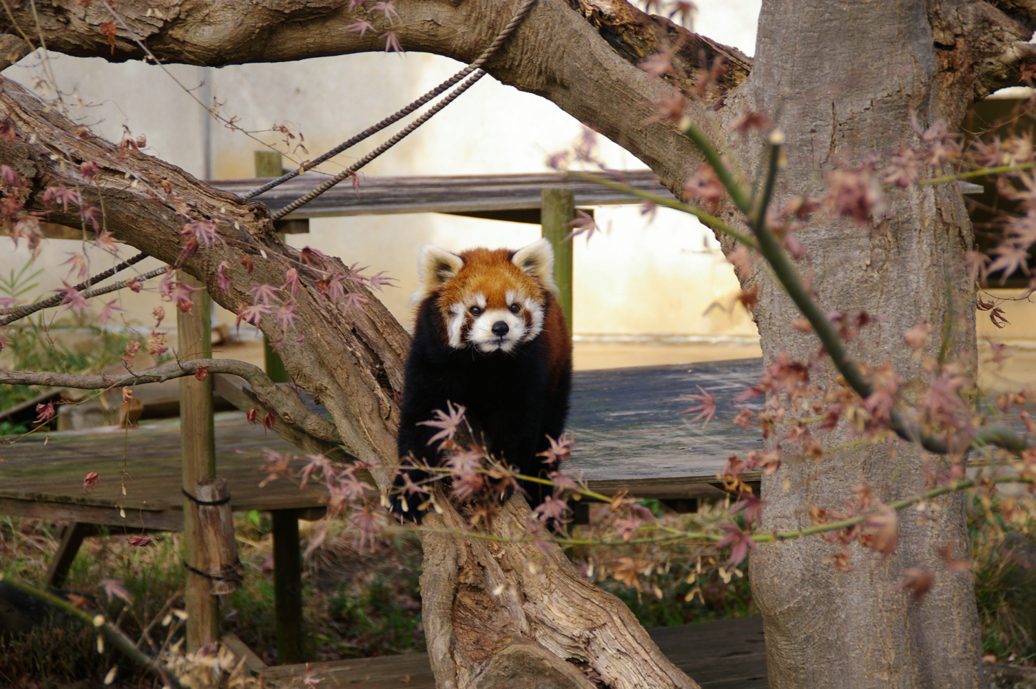 画像：12月16日の1号舎の紅葉の画像