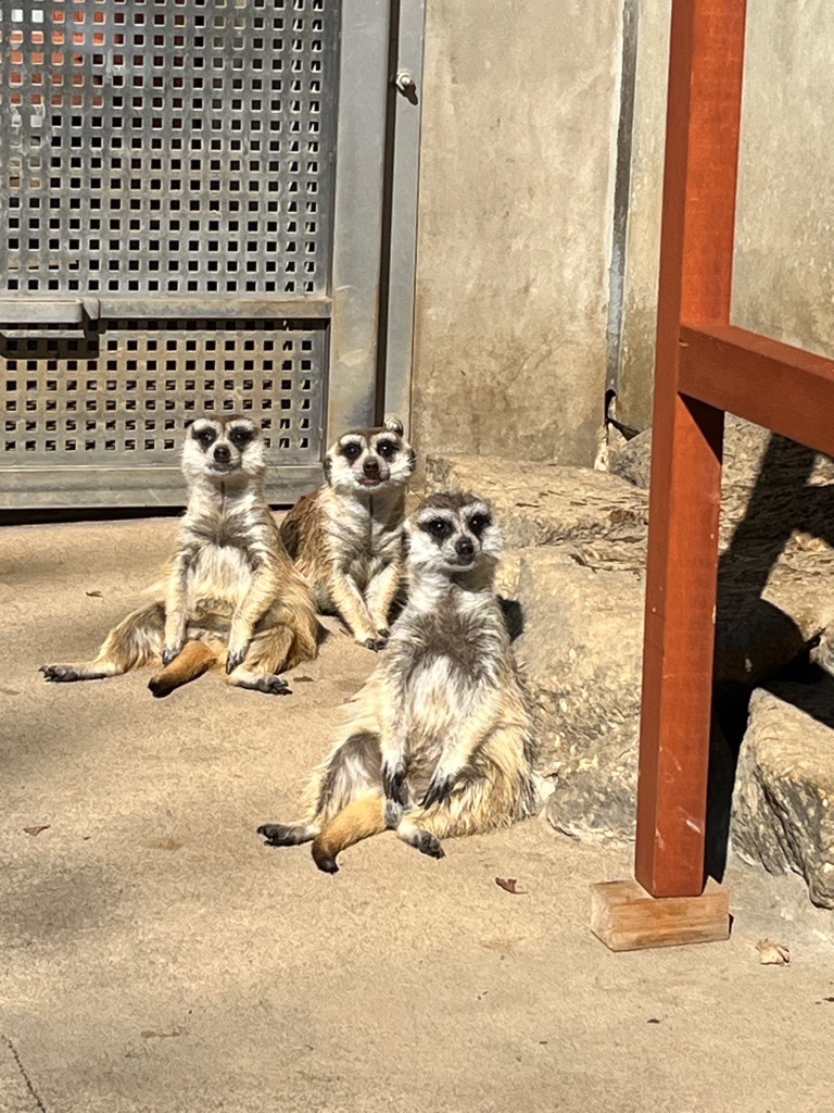 ミーアキャット写真