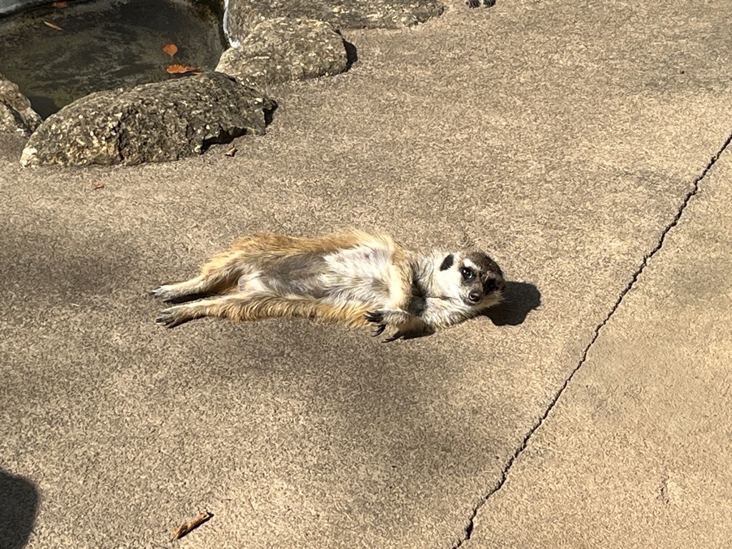 ミーアキャットの写真